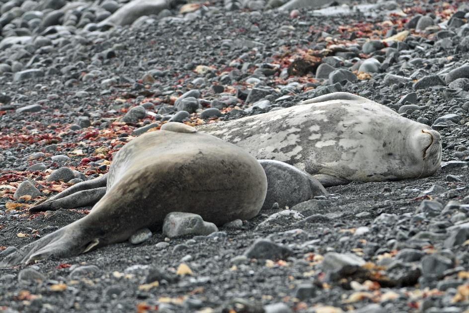 D:\DataFoto\Foto's - Reizen\2018-01-21 Antarctica (herschikt)\06 Half Moon Island\Best Of\ANTA0617y.jpg