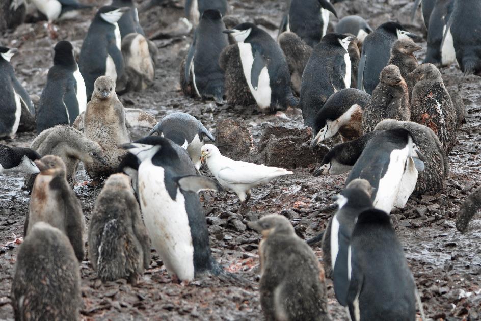 D:\DataFoto\Foto's - Reizen\2018-01-21 Antarctica (herschikt)\06 Half Moon Island\Best Of\ANTA0589y.jpg