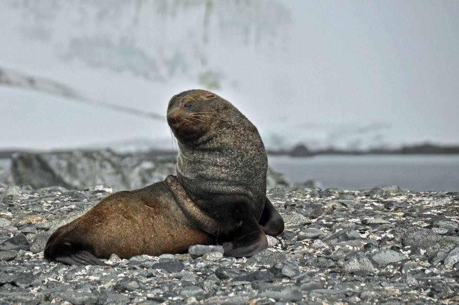 D:\DataFoto\Foto's - Reizen\2018-01-21 Antarctica (herschikt)\06 Half Moon Island\Best Of\ANTA0638y.jpg