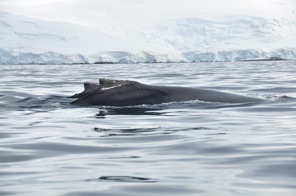 D:\DataFoto\Foto's - Reizen\2018-01-21 Antarctica\08 Hydrurga - Bultruggen\Werkmap\ANTA1099x.jpg