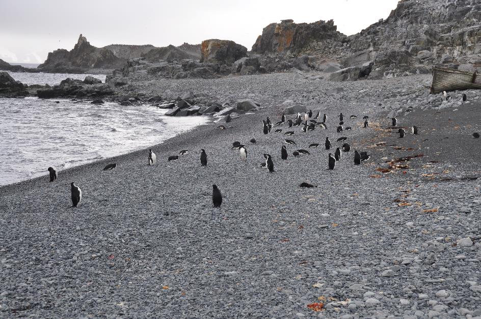 D:\DataFoto\Foto's - Reizen\2018-01-21 Antarctica\06 Half Moon Island\Werkmap\Strand\ANTA0437x.jpg