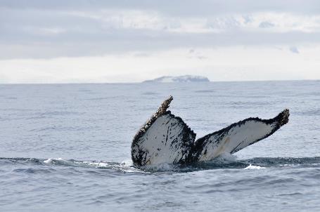 D:\DataFoto\Foto's - Reizen\2018-01-21 Antarctica\08 Hydrurga - Bultruggen\Werkmap\ANTA1134x.jpg