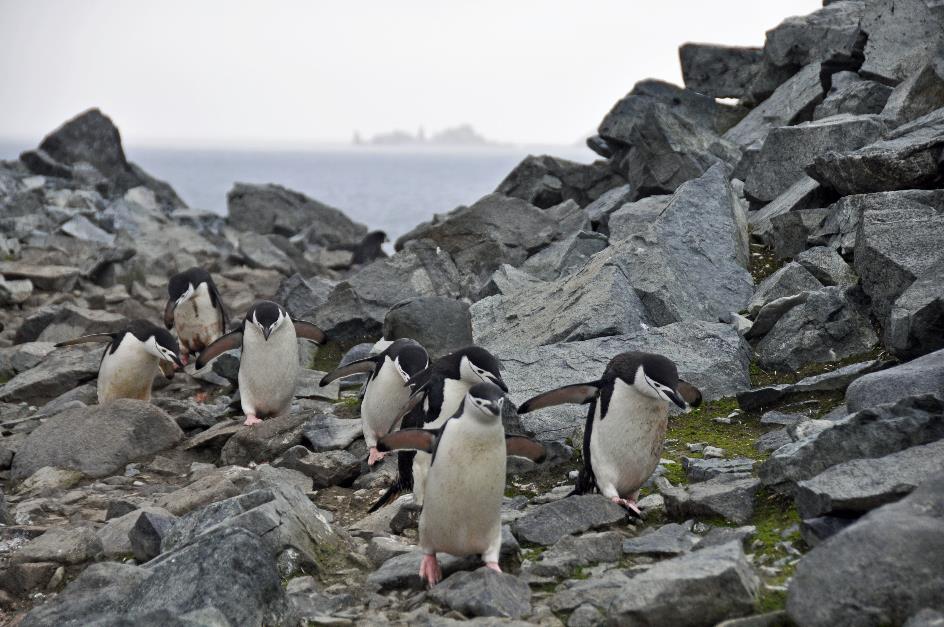 D:\DataFoto\Foto's - Reizen\2018-01-21 Antarctica (herschikt)\06 Half Moon Island\Best Of\ANTA0512y.jpg