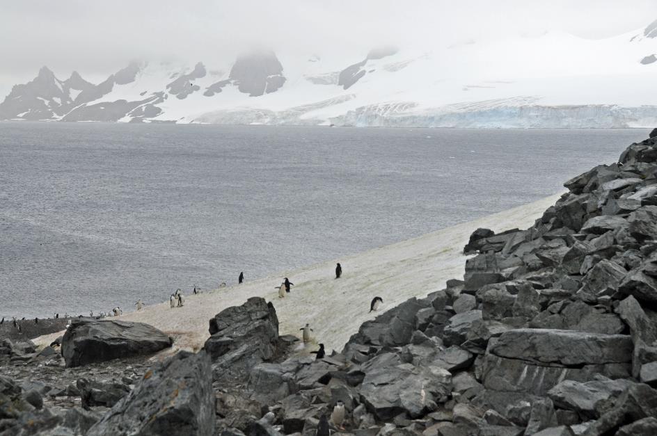 D:\DataFoto\Foto's - Reizen\2018-01-21 Antarctica (herschikt)\06 Half Moon Island\Best Of\ANTA0519y.jpg