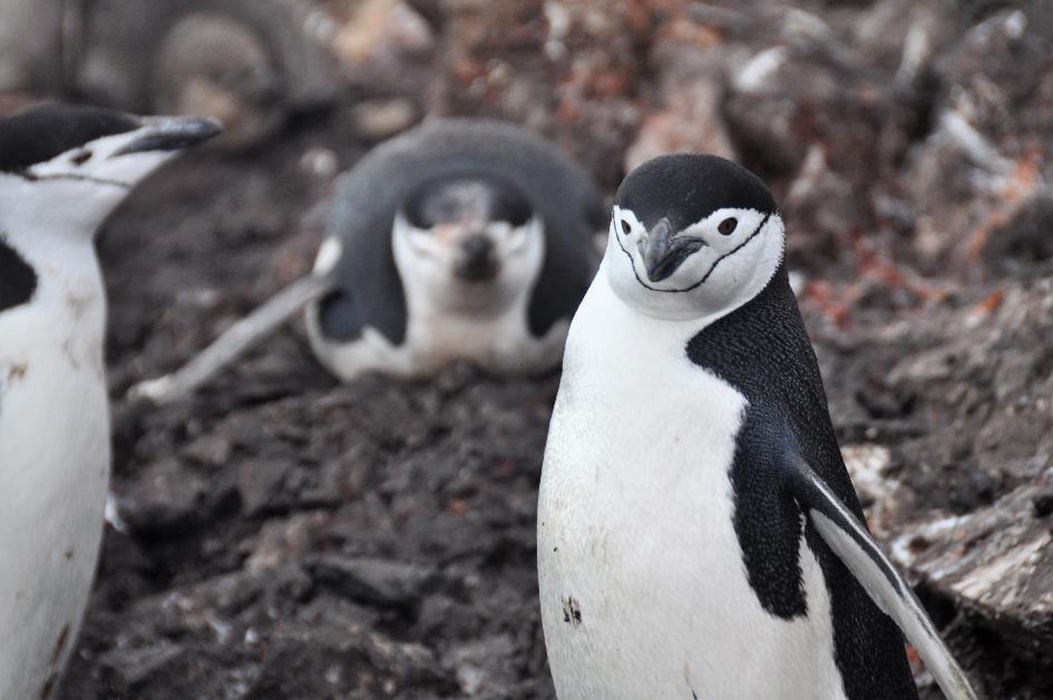 D:\DataFoto\Foto's - Reizen\2018-01-21 Antarctica (herschikt)\06 Half Moon Island\Best Of\ANTA0548x.jpg