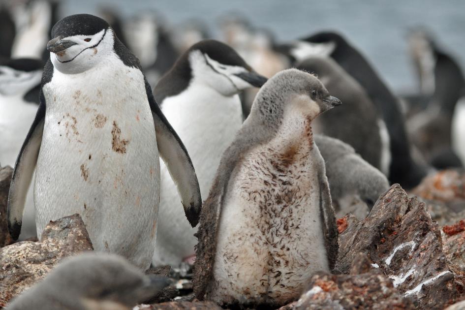 D:\DataFoto\Foto's - Reizen\2018-01-21 Antarctica (herschikt)\06 Half Moon Island\Best Of\ANTA0558y.jpg