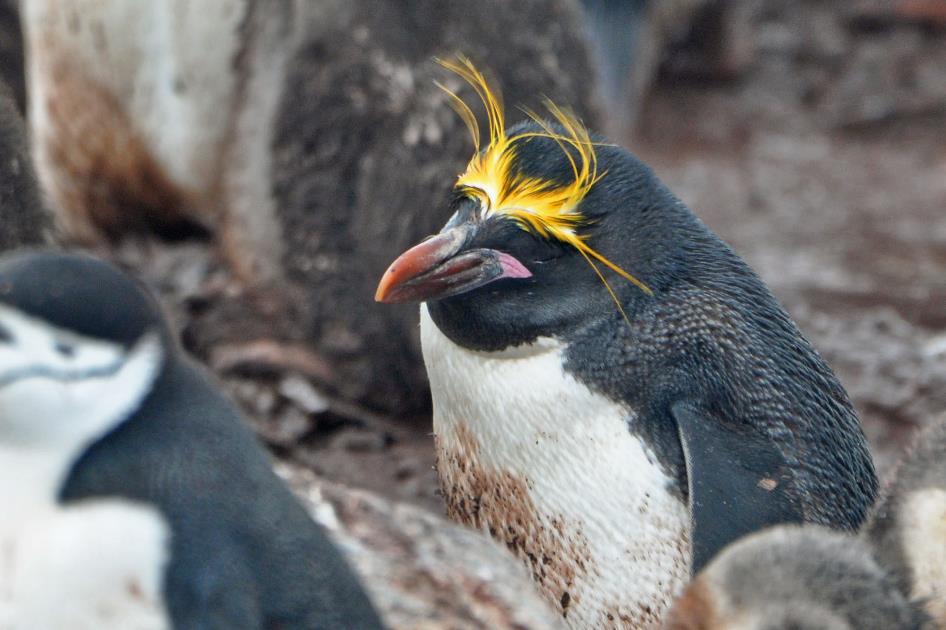 D:\DataFoto\Foto's - Reizen\2018-01-21 Antarctica (herschikt)\06 Half Moon Island\Best Of\ANTA0557y.jpg