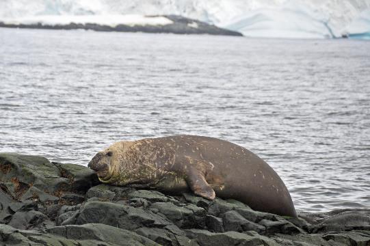 D:\DataFoto\Foto's - Reizen\2018-01-21 Antarctica (herschikt)\07 Hydrurga\Best Of\ANTA0763y.jpg