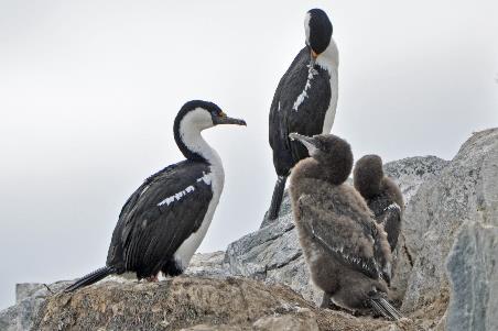 D:\DataFoto\Foto's - Reizen\2018-01-21 Antarctica (herschikt)\07 Hydrurga\Best Of\ANTA0952y.jpg