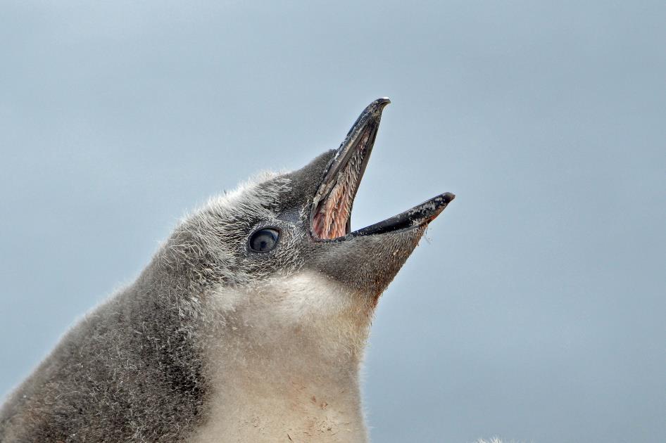 D:\DataFoto\Foto's - Reizen\2018-01-21 Antarctica (herschikt)\07 Hydrurga\Best Of\ANTA0901y.jpg