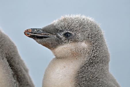 D:\DataFoto\Foto's - Reizen\2018-01-21 Antarctica (herschikt)\07 Hydrurga\Best Of\ANTA0904y.jpg