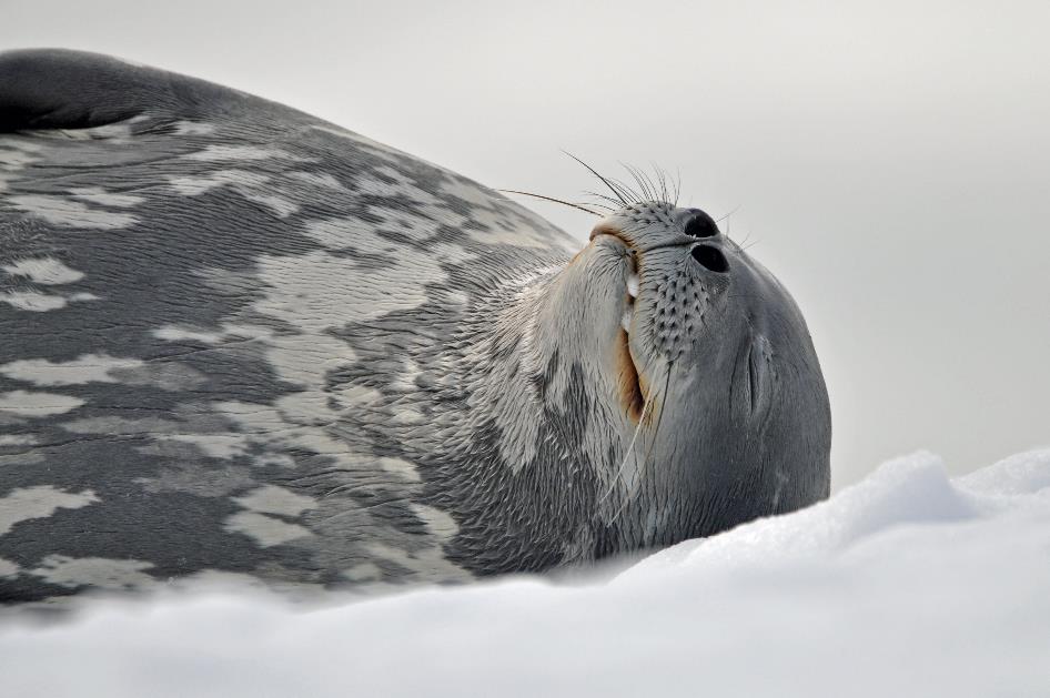 D:\DataFoto\Foto's - Reizen\2018-01-21 Antarctica (herschikt)\07 Hydrurga\Best Of\ANTA0977y.jpg