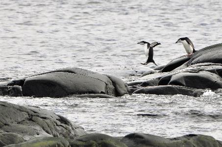 D:\DataFoto\Foto's - Reizen\2018-01-21 Antarctica (herschikt)\07 Hydrurga\Best Of\ANTA0986x.jpg