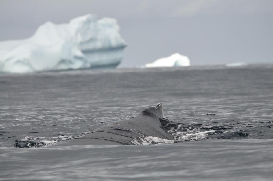 D:\DataFoto\Foto's - Reizen\2018-01-21 Antarctica\08 Hydrurga - Bultruggen\Werkmap\ANTA1015x.jpg