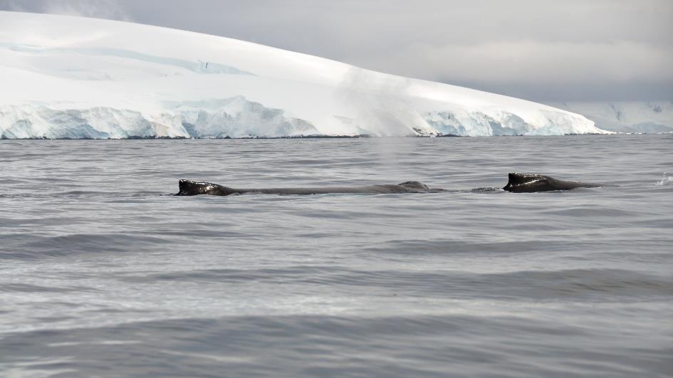 D:\DataFoto\Foto's - Reizen\2018-01-21 Antarctica\08 Hydrurga - Bultruggen\Werkmap\ANTA1091x.jpg