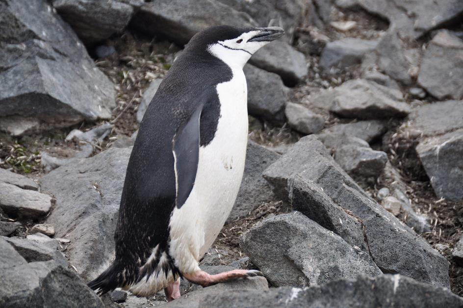 D:\DataFoto\Foto's - Reizen\2018-01-21 Antarctica (herschikt)\06 Half Moon Island\Best Of\ANTA0506x.jpg