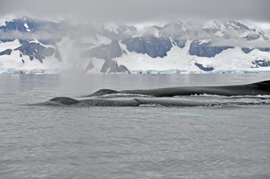 D:\DataFoto\Foto's - Reizen\2018-01-21 Antarctica (herschikt)\10 Portal Point - Bultruggen\Best Of\ANTA1346y.jpg