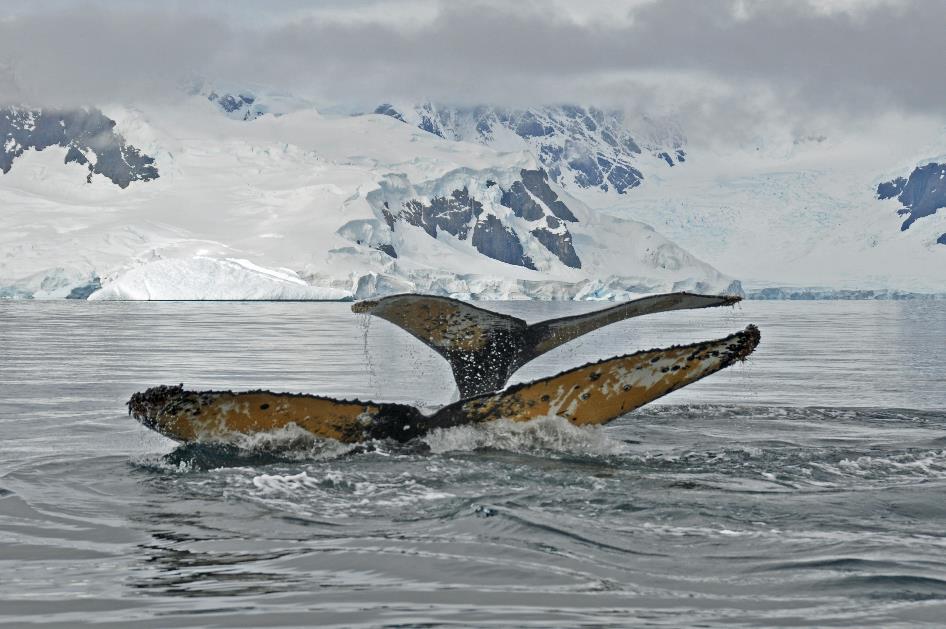 D:\DataFoto\Foto's - Reizen\2018-01-21 Antarctica (herschikt)\10 Portal Point - Bultruggen\Best Of\ANTA1331y.jpg