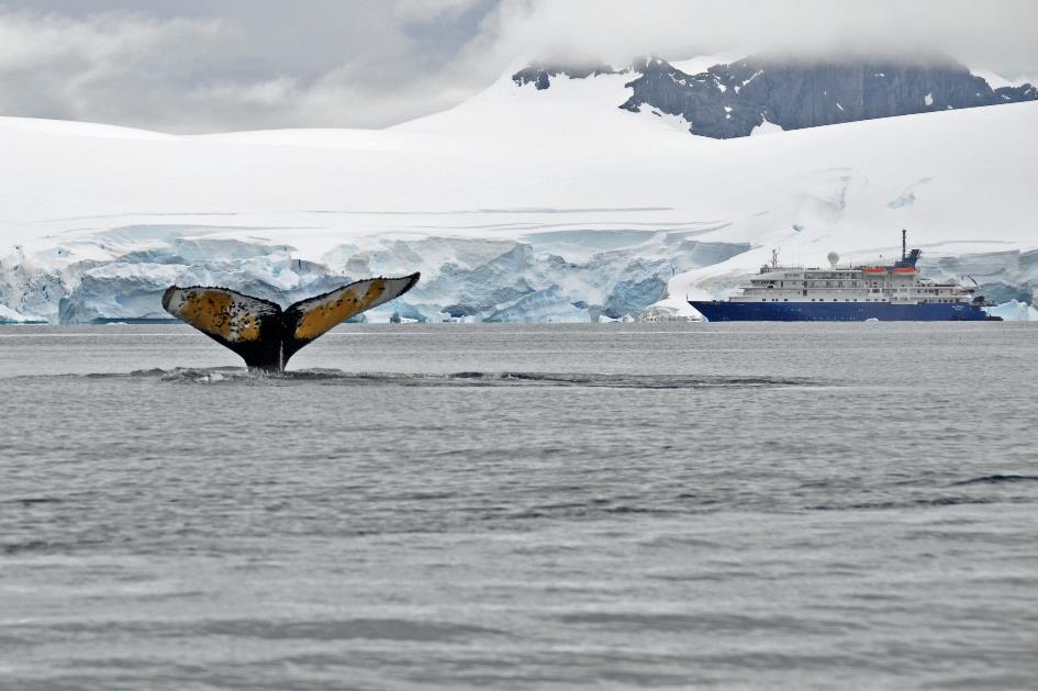 D:\DataFoto\Foto's - Reizen\2018-01-21 Antarctica (herschikt)\10 Portal Point - Bultruggen\Best Of\ANTA1363y.jpg
