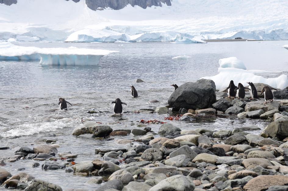 D:\DataFoto\Foto's - Reizen\2018-01-21 Antarctica (herschikt)\13 Danco Island\Best Of\ANTA1798x.jpg