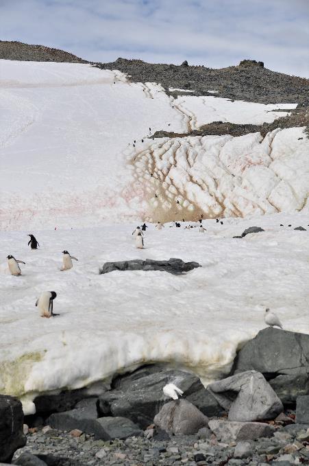 D:\DataFoto\Foto's - Reizen\2018-01-21 Antarctica (herschikt)\13 Danco Island\Best Of\ANTA1793x.jpg