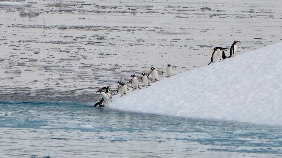 D:\DataFoto\Foto's - Reizen\2018-01-21 Antarctica (herschikt)\13 Danco Island\Best Of\ANTA1573b.jpg