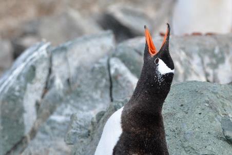 D:\DataFoto\Foto's - Reizen\2018-01-21 Antarctica\13 Danco Island\Pdf klaar\ANTA1711x.jpg