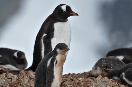 D:\DataFoto\Foto's - Reizen\2018-01-21 Antarctica (herschikt)\13 Danco Island\Best Of\ANTA1706x.jpg