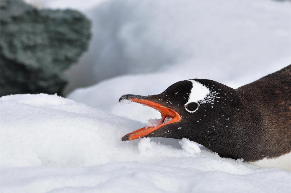 D:\DataFoto\Foto's - Reizen\2018-01-21 Antarctica (herschikt)\13 Danco Island\Best Of\ANTA1726x.jpg