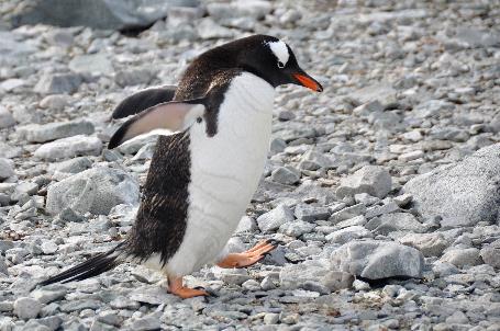 D:\DataFoto\Foto's - Reizen\2018-01-21 Antarctica\13 Danco Island\Pdf klaar\ANTA1771x.jpg