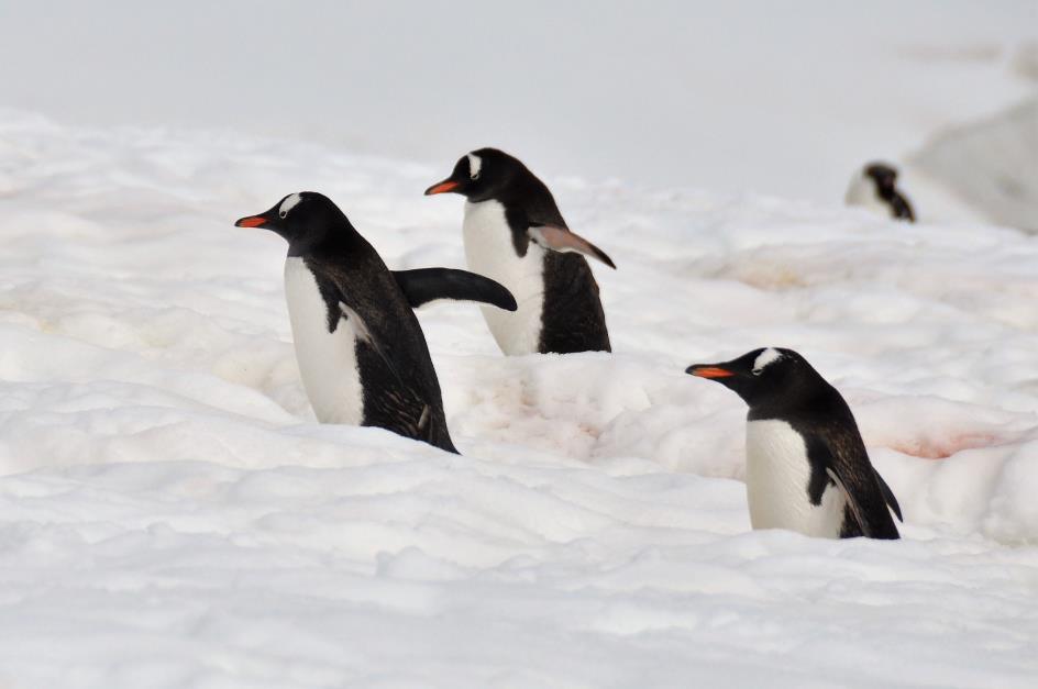 D:\DataFoto\Foto's - Reizen\2018-01-21 Antarctica (herschikt)\13 Danco Island\Best Of\ANTA1752x.jpg