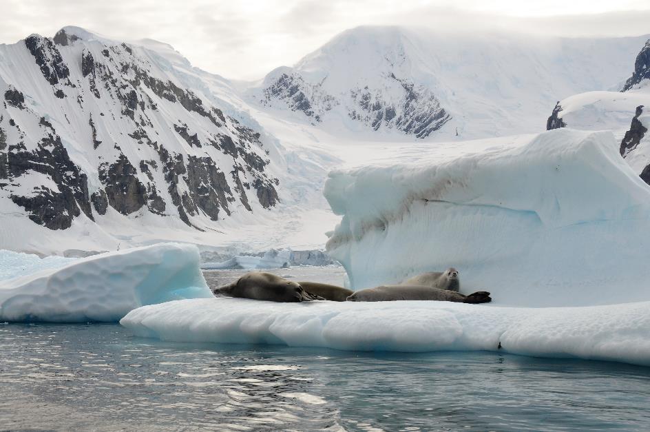 D:\DataFoto\Foto's - Reizen\2018-01-21 Antarctica (herschikt)\14 Danco Island - Krabbeneters\Best Of\ANTA1621x.jpg