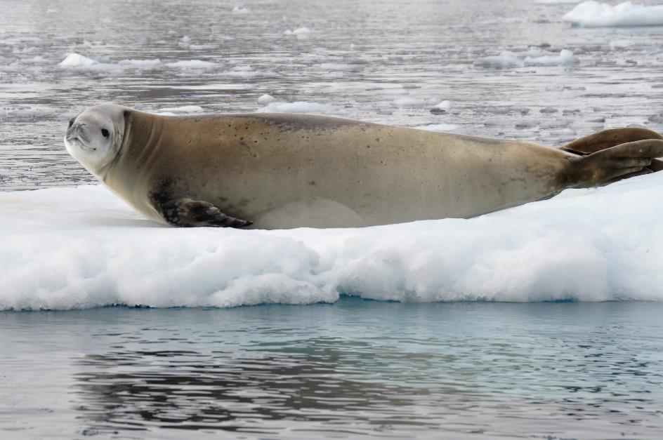 D:\DataFoto\Foto's - Reizen\2018-01-21 Antarctica (herschikt)\14 Danco Island - Krabbeneters\Best Of\ANTA1584x.jpg