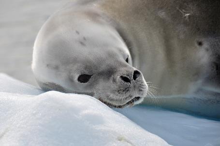 D:\DataFoto\Foto's - Reizen\2018-01-21 Antarctica\14 Danco Island - Krabbeneters\Werkmap\ANTA1823x.jpg