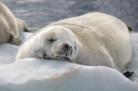 D:\DataFoto\Foto's - Reizen\2018-01-21 Antarctica\14 Danco Island - Krabbeneters\Werkmap\ANTA1811x.jpg