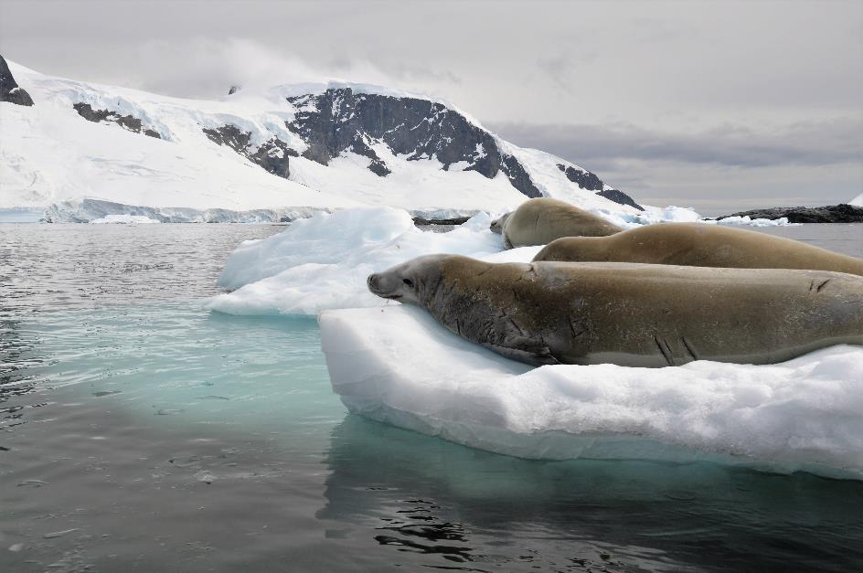 D:\DataFoto\Foto's - Reizen\2018-01-21 Antarctica (herschikt)\14 Danco Island - Krabbeneters\Best Of\ANTA1832x.jpg