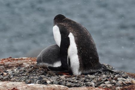 D:\DataFoto\Foto's - Reizen\2018-01-21 Antarctica\15 Port Lockroy\Werkmap\ANTA1936x.jpg