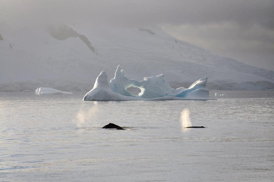 D:\DataFoto\Foto's - Reizen\2018-01-21 Antarctica (herschikt)\11 Portal Point - Kamperen\Best Of\ANTA1489y.jpg