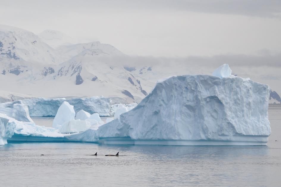 D:\DataFoto\Foto's - Reizen\2018-01-21 Antarctica (herschikt)\12 Errerakanaal - Orka's\Best Of\ANTA1530x.jpg
