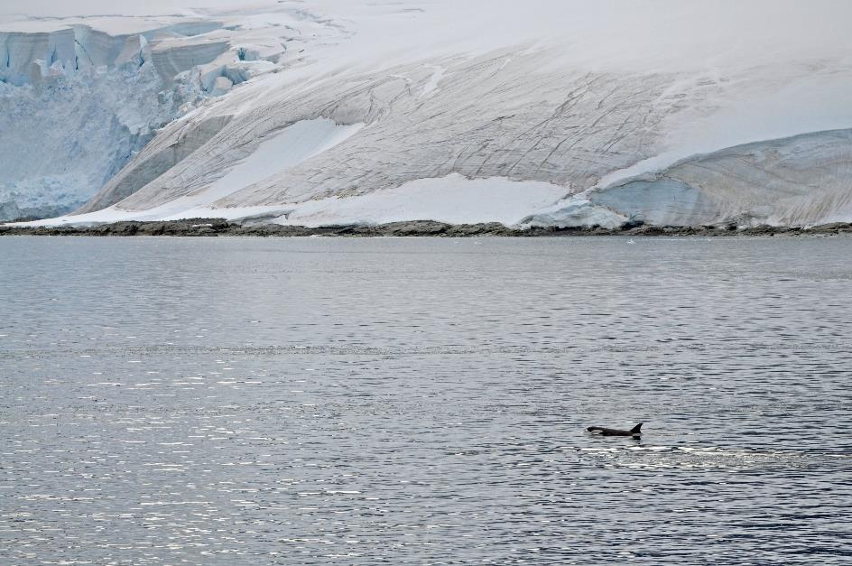 D:\DataFoto\Foto's - Reizen\2018-01-21 Antarctica (herschikt)\12 Errerakanaal - Orka's\Best Of\ANTA1520y.jpg