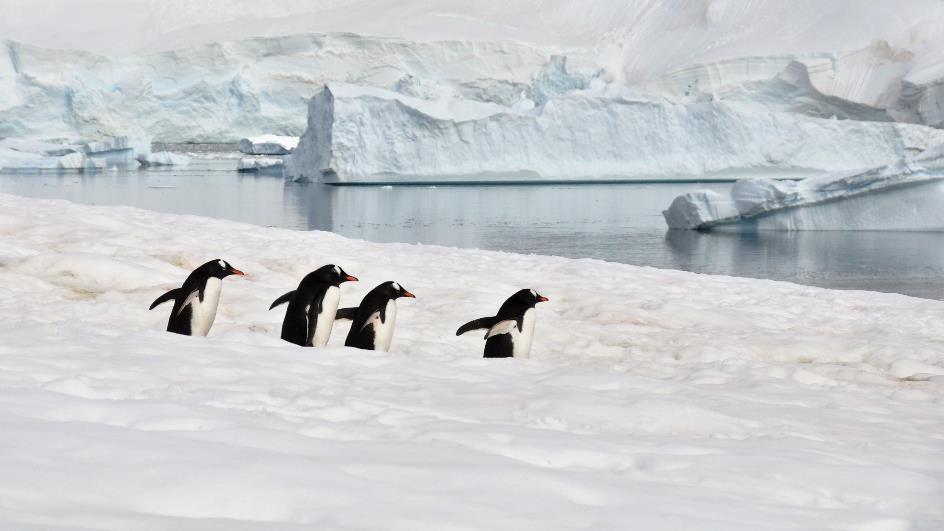 D:\DataFoto\Foto's - Reizen\2018-01-21 Antarctica\13 Danco Island\Pdf klaar\ANTA1645b.jpg
