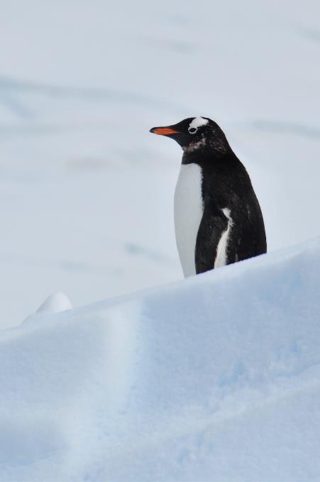 D:\DataFoto\Foto's - Reizen\2018-01-21 Antarctica (herschikt)\13 Danco Island\Best Of\ANTA1857s.jpg
