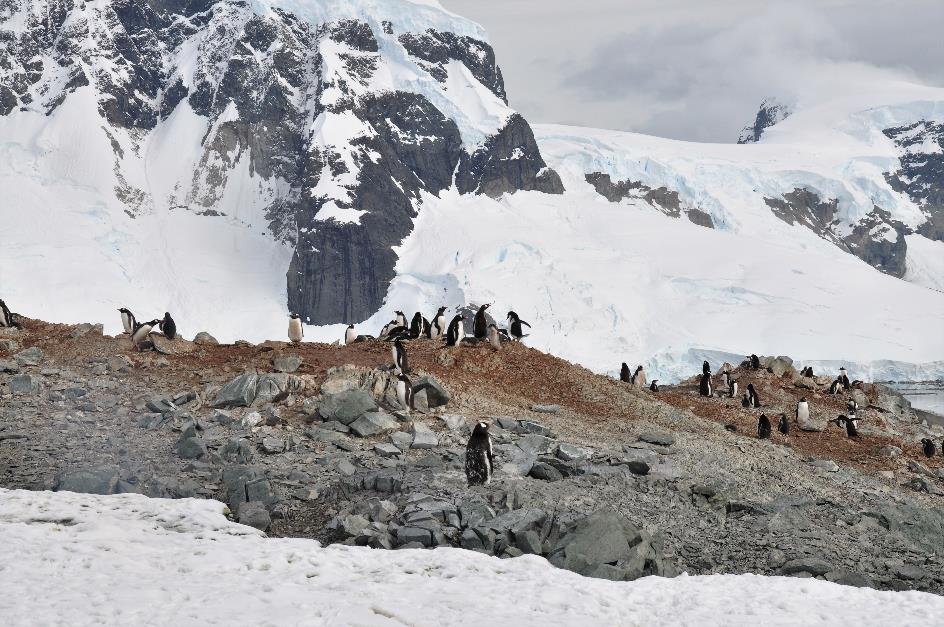 D:\DataFoto\Foto's - Reizen\2018-01-21 Antarctica (herschikt)\13 Danco Island\Best Of\ANTA1698x.jpg