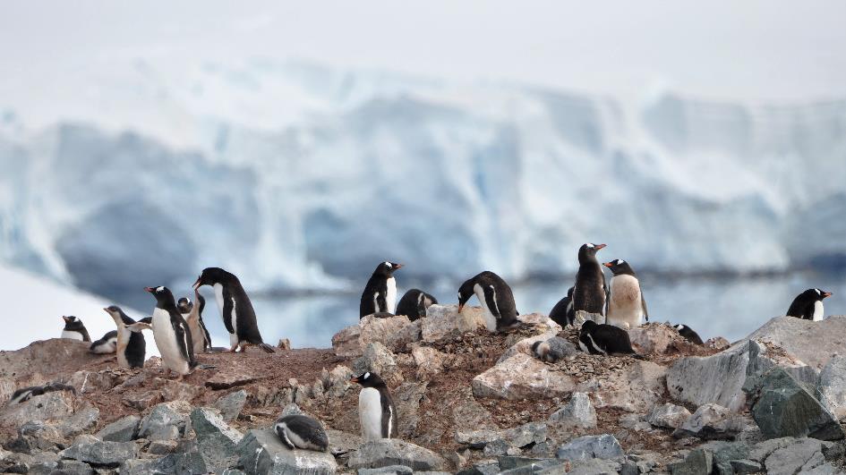 D:\DataFoto\Foto's - Reizen\2018-01-21 Antarctica\13 Danco Island\Pdf klaar\ANTA1683b.jpg