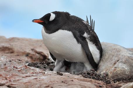 D:\DataFoto\Foto's - Reizen\2018-01-21 Antarctica\20 Port Charcot\Werkmap\ANTA2451x.jpg