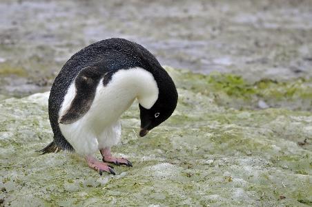 D:\DataFoto\Foto's - Reizen\2018-01-21 Antarctica (herschikt)\20 Port Charcot\Best Of\ANTA2577y.jpg