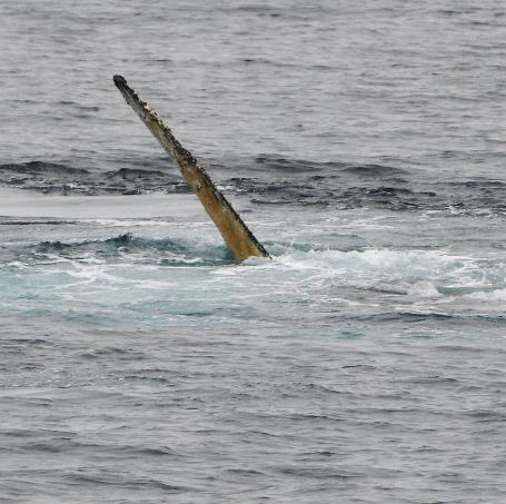 D:\DataFoto\Foto's - Reizen\2018-01-21 Antarctica\22 Wilhelmina Bay - Bultruggen\Werkmap\ANTA2767v.jpg