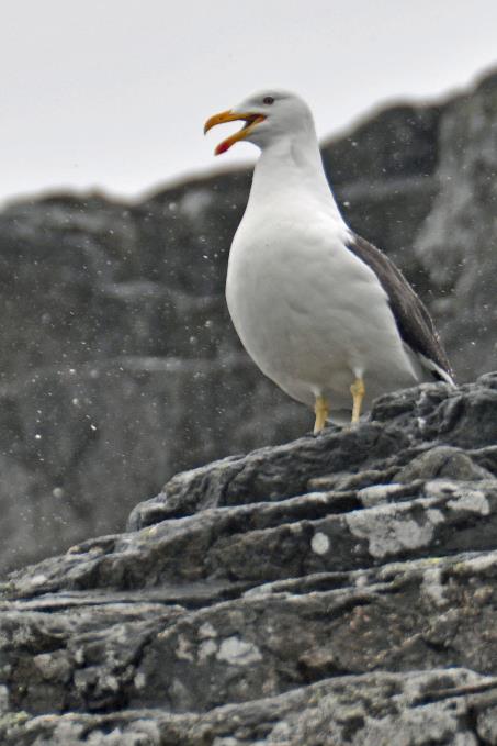 D:\DataFoto\Foto's - Reizen\2018-01-21 Antarctica (herschikt)\23 Enterprise Island\Best Of\ANTA2977s.jpg