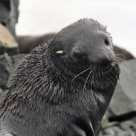 D:\DataFoto\Foto's - Reizen\2018-01-21 Antarctica\23 Enterprise Island\Werkmap\ANTA2930v.jpg