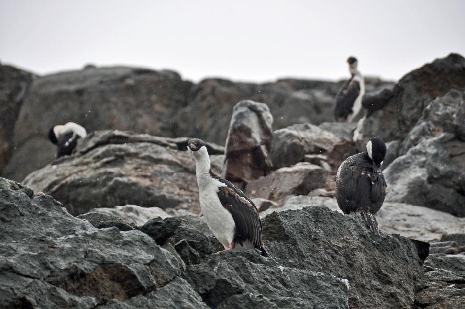 D:\DataFoto\Foto's - Reizen\2018-01-21 Antarctica (herschikt)\23 Enterprise Island\Best Of\ANTA2875y.jpg